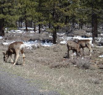 Happiness is seeing deers at the national park